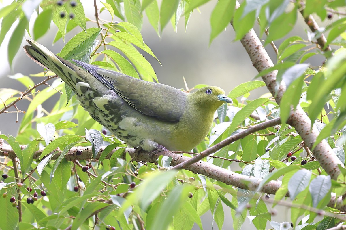 Ak Karınlı Yeşil Güvercin - ML620617949