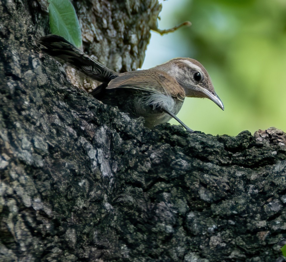 Bewick's Wren - ML620617953