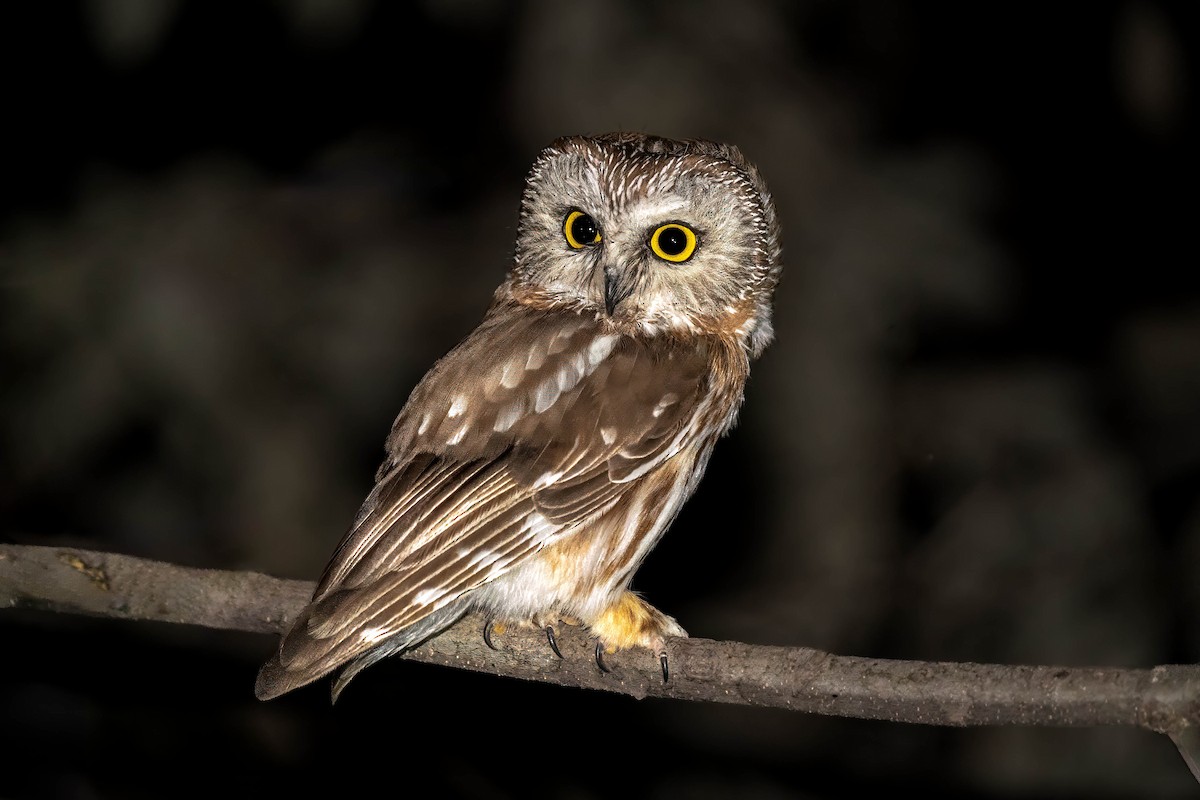 Northern Saw-whet Owl - ML620617955