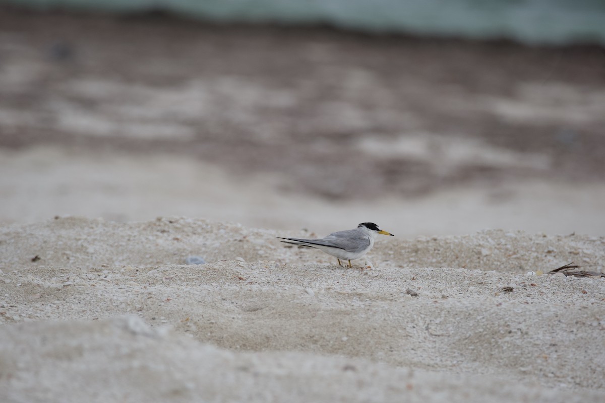 Least Tern - ML620617956