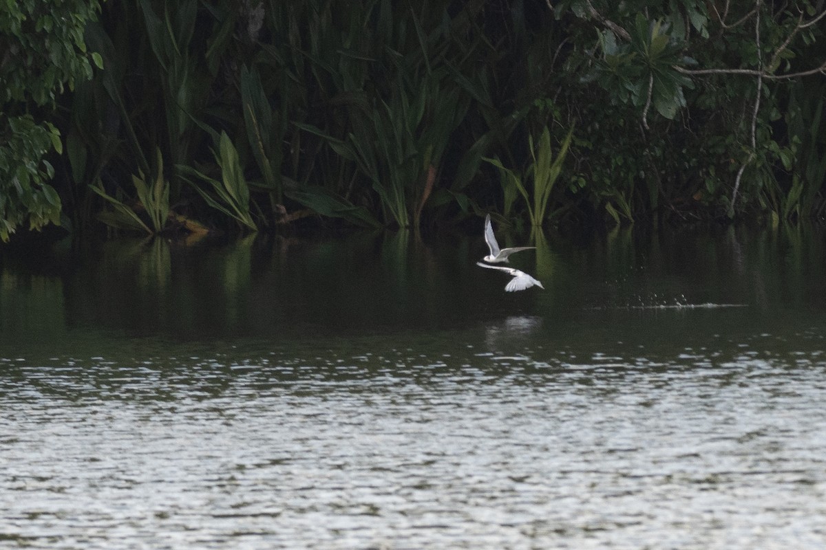 Whiskered Tern - ML620617962