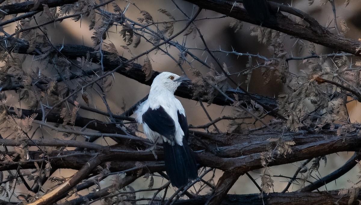 Southern Pied-Babbler - Jim Merritt