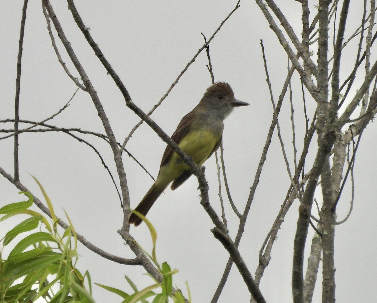 Great Crested Flycatcher - ML620617968