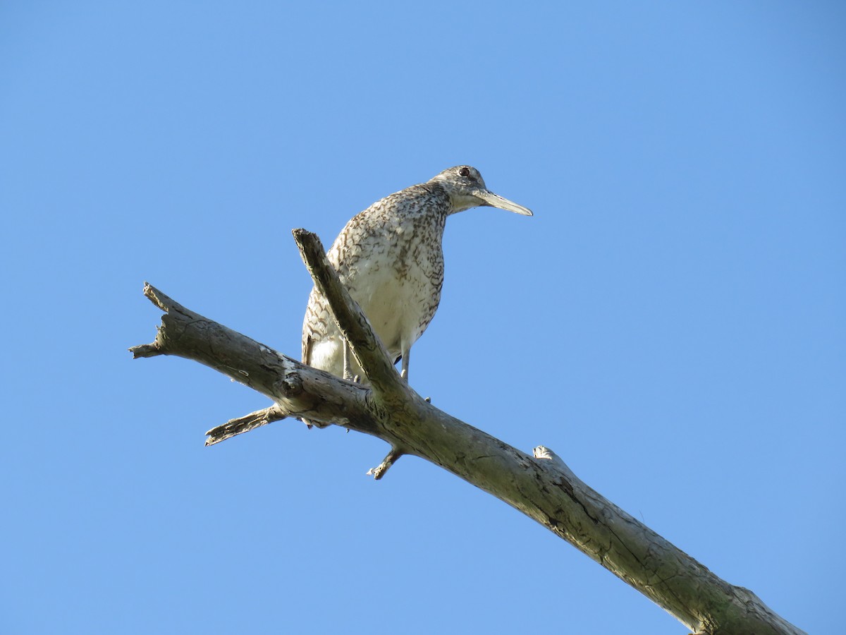 Schlammtreter (semipalmata) - ML620617969