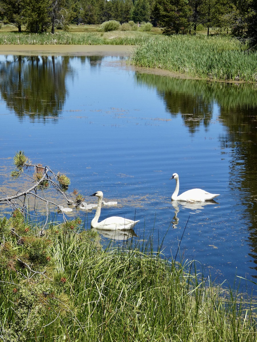 Trumpeter Swan - ML620617970