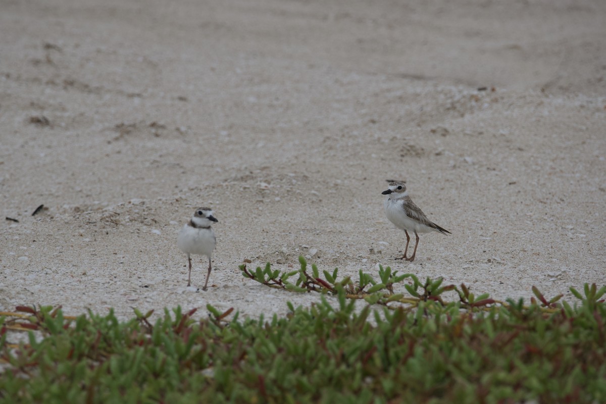 Wilson's Plover - ML620617971