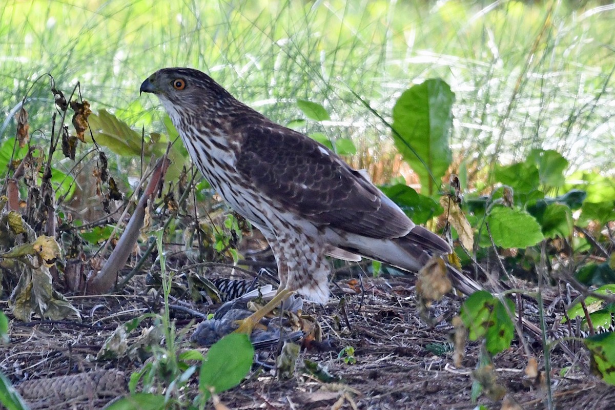 Cooper's Hawk - ML620617974