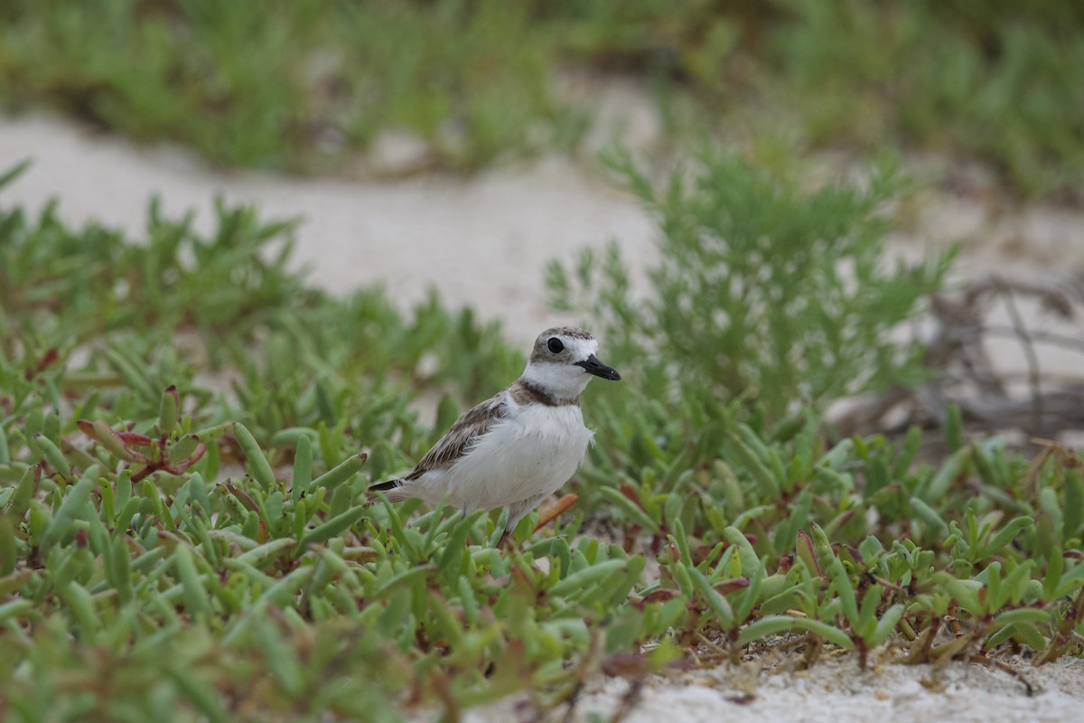 Wilson's Plover - ML620617975