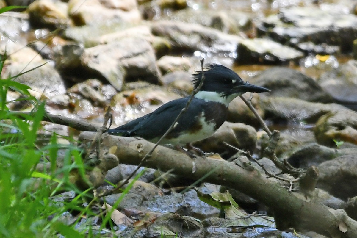 Belted Kingfisher - ML620617976