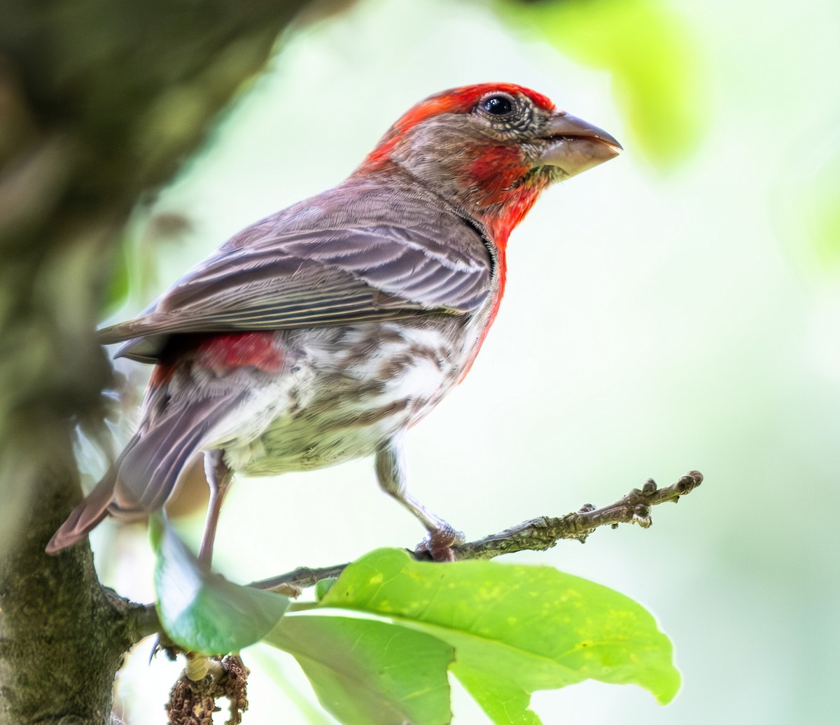 House Finch - ML620617981