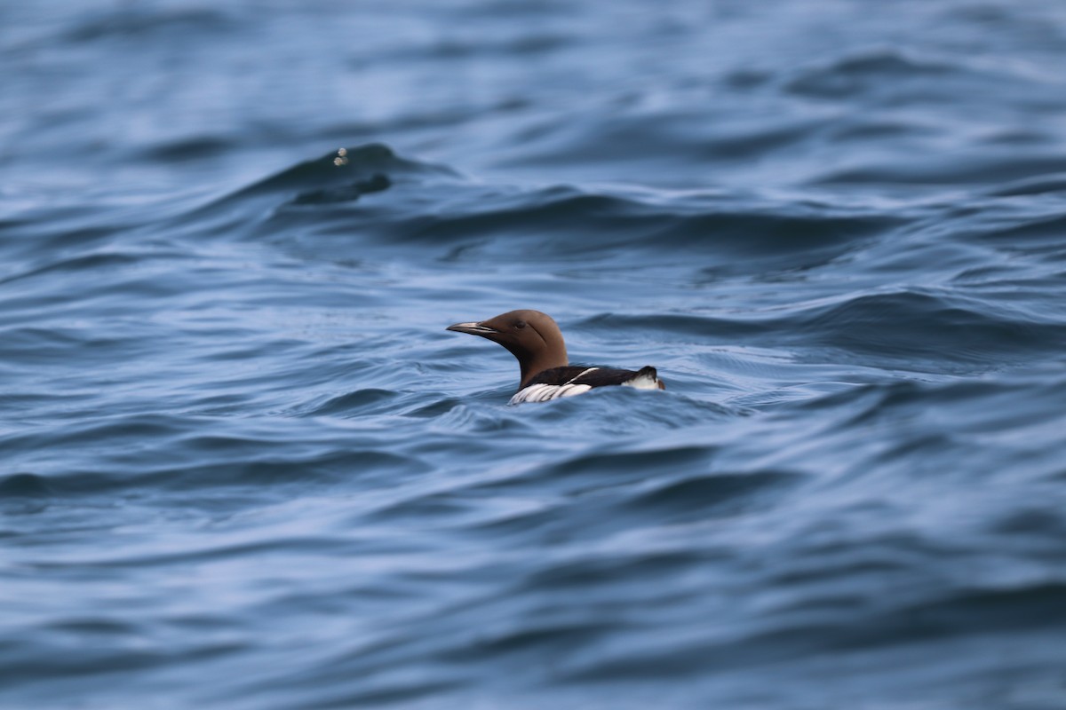 Common Murre - ML620617984