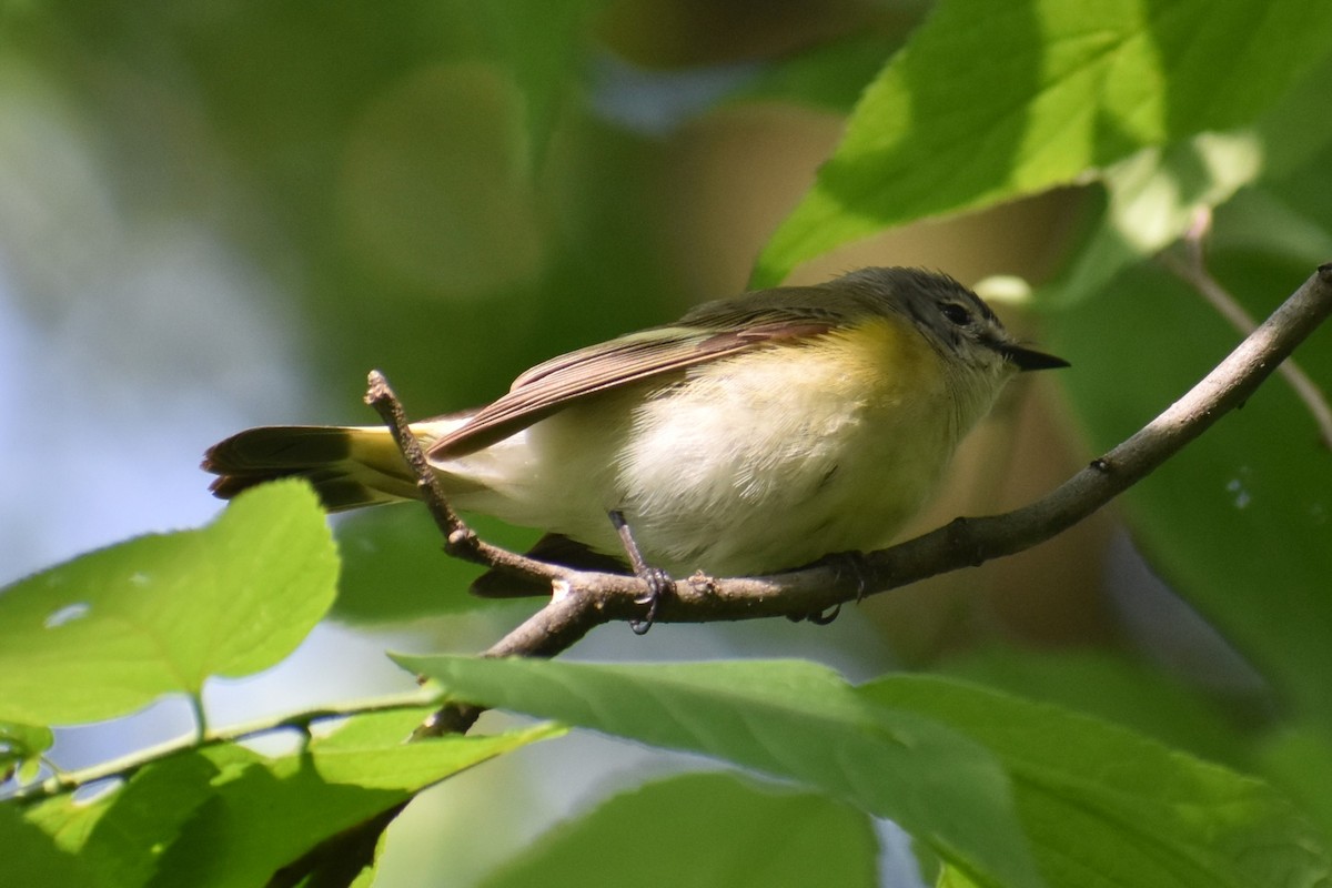 American Redstart - ML620617987