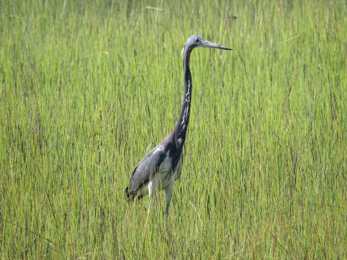 Tricolored Heron - ML620617989