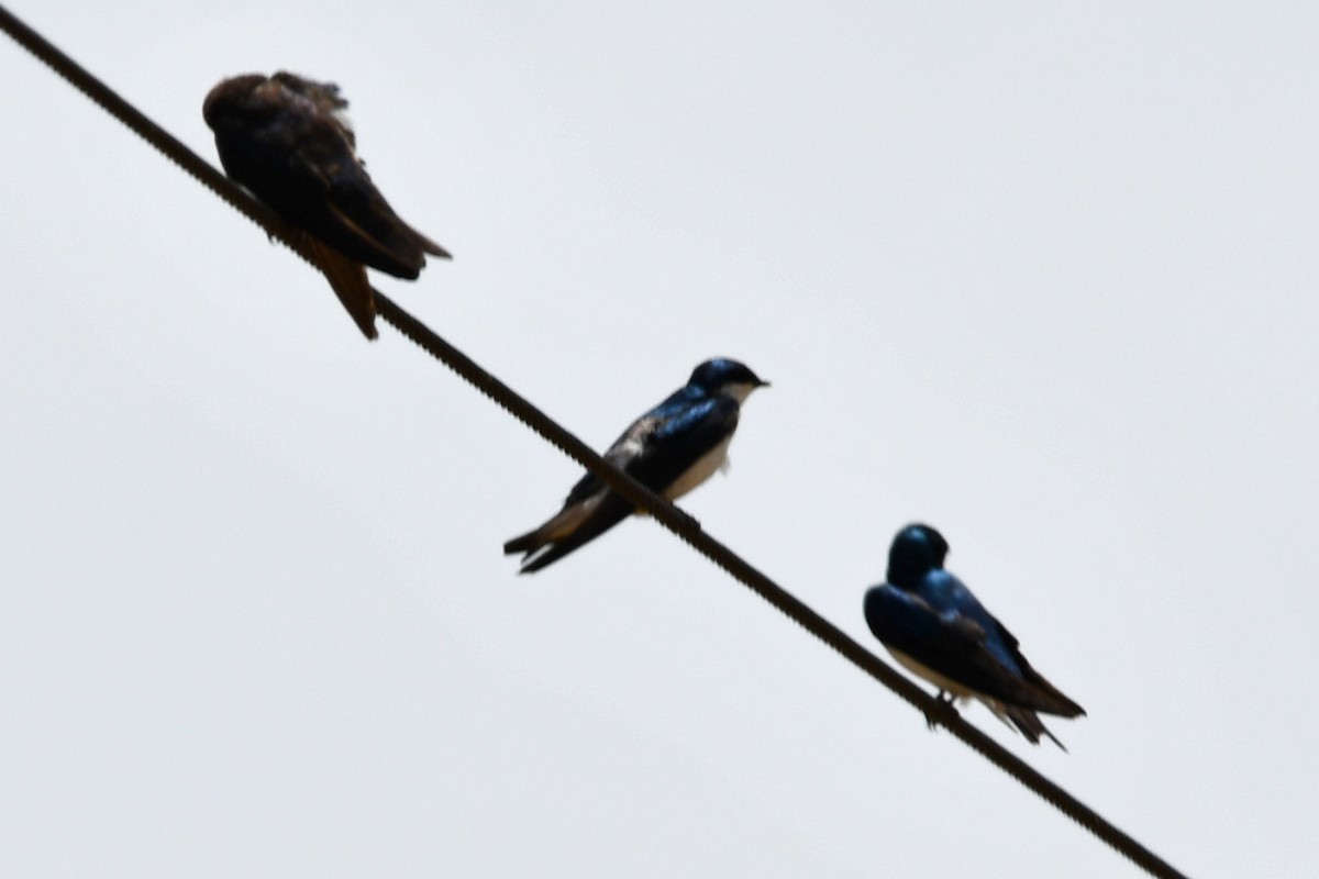 Barn Swallow - ML620617992