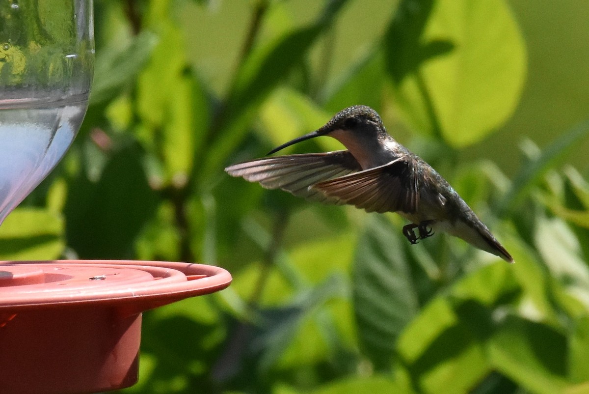 Ruby-throated Hummingbird - ML620617997