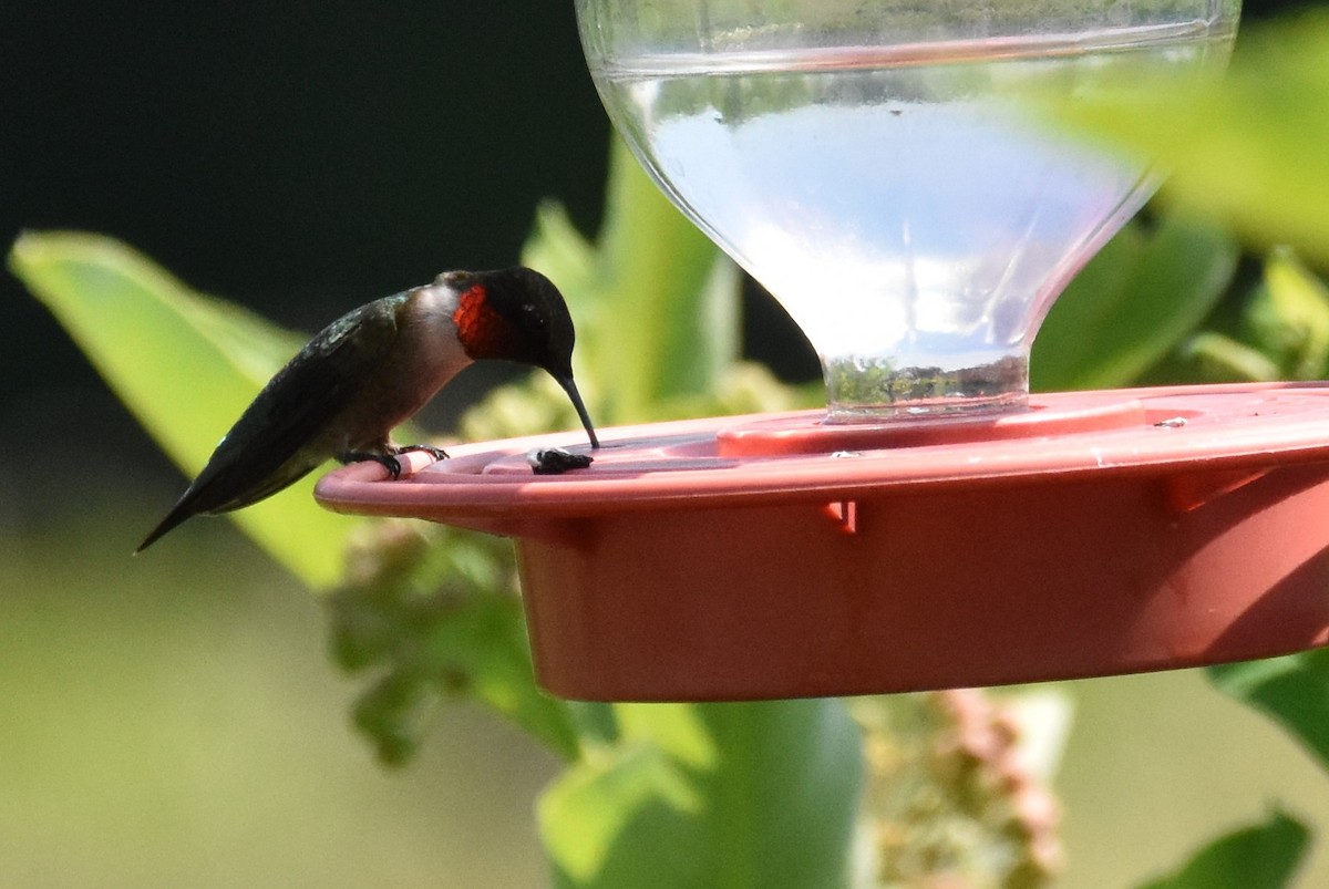 Ruby-throated Hummingbird - ML620617999