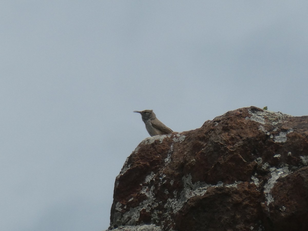 Rock Wren - ML620618000