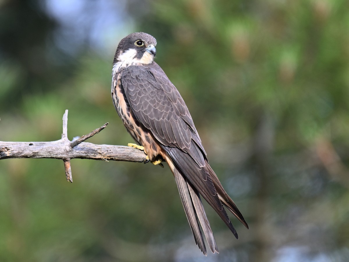 Eleonora's Falcon - Manuel Segura Herrero