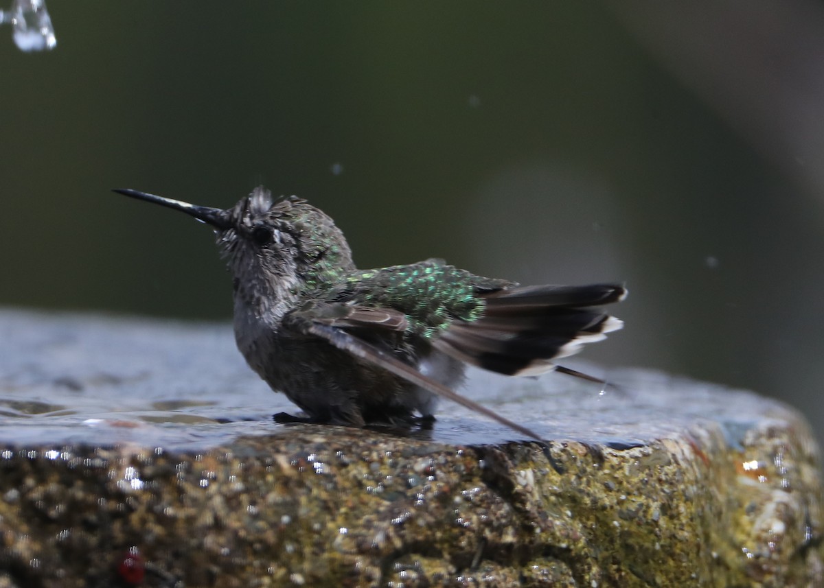 hummingbird sp. - ML620618007