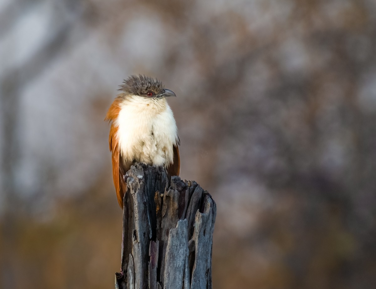 Coppery-tailed Coucal - ML620618008