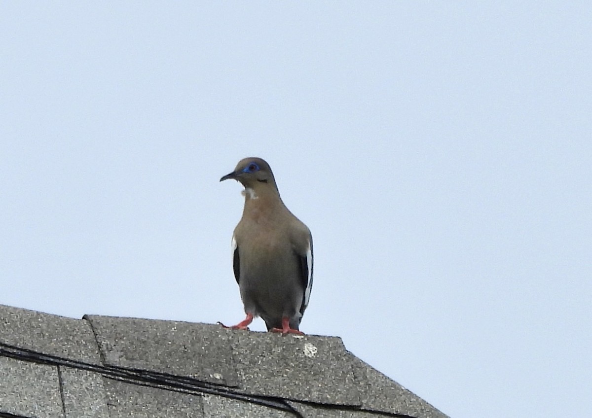 White-winged Dove - ML620618013