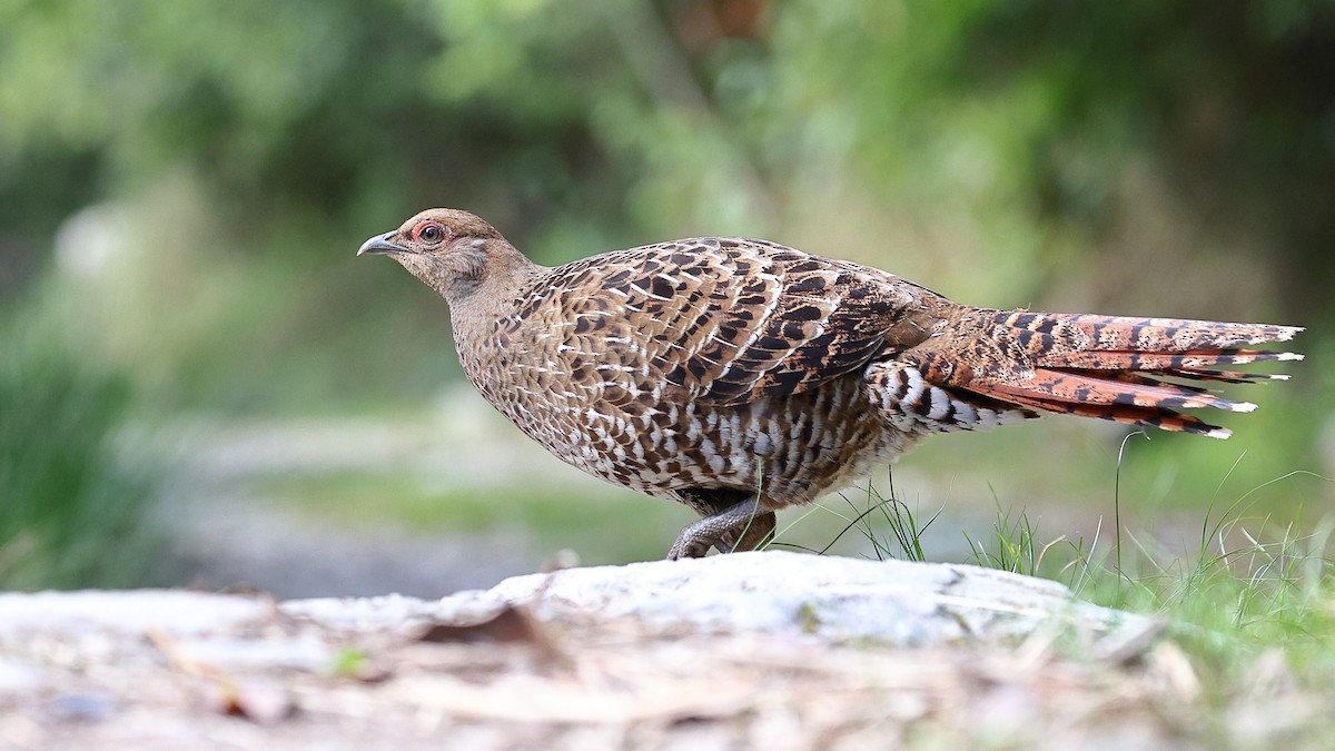 Mikado Pheasant - Sam Zhang