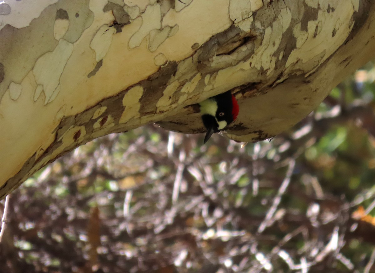 Acorn Woodpecker - ML620618016