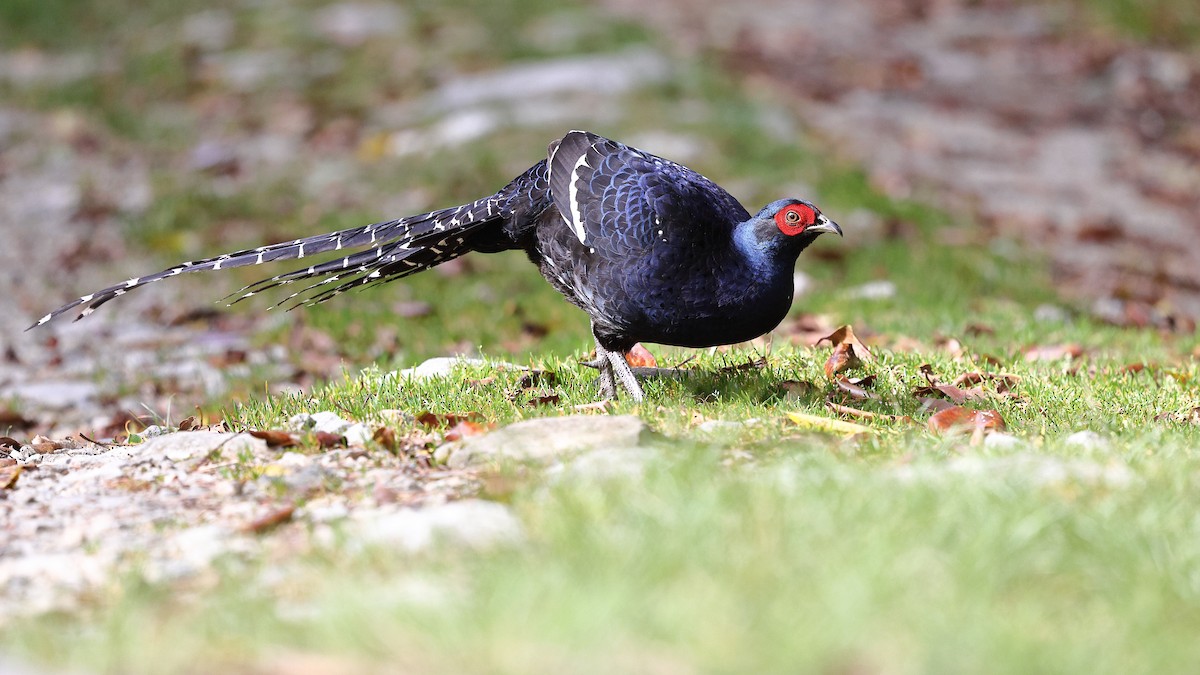 Mikado Pheasant - ML620618018