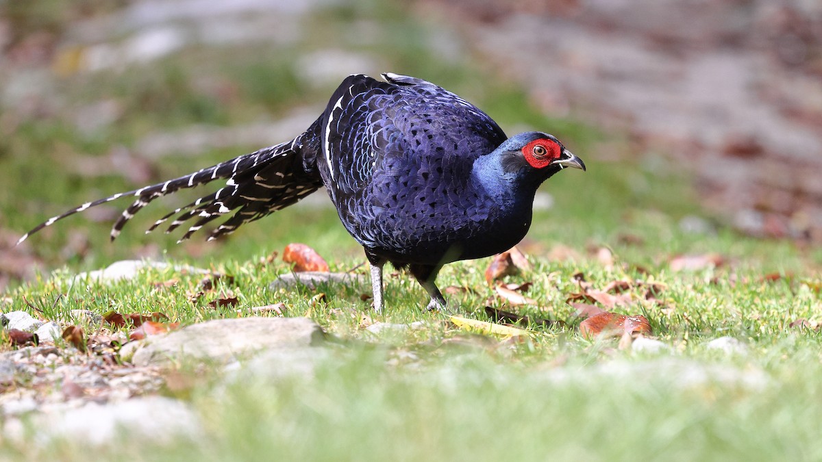 Mikado Pheasant - ML620618019