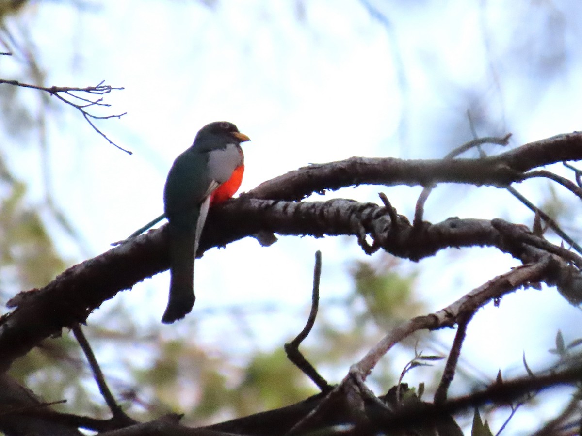Trogon élégant - ML620618021