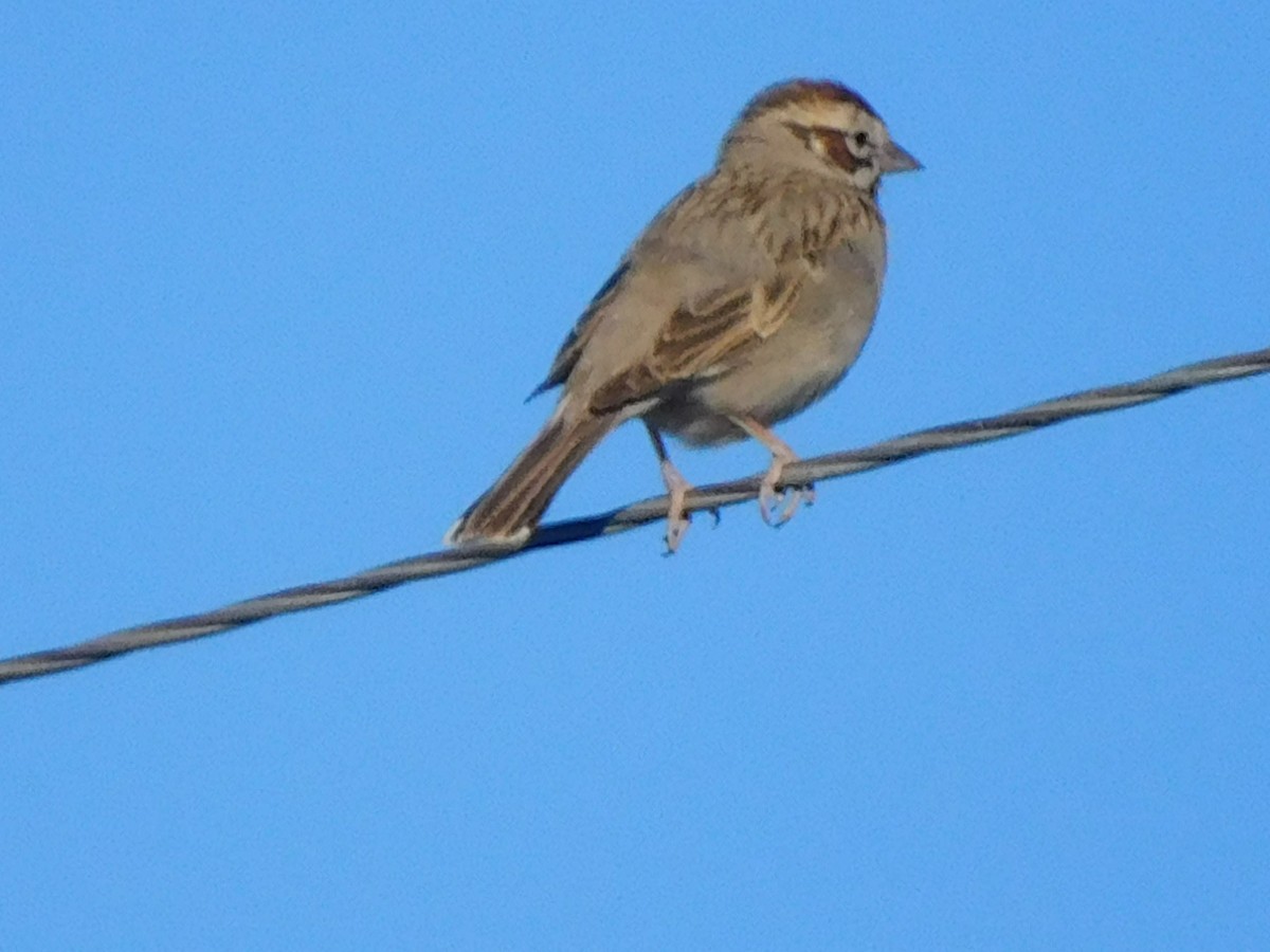 Lark Sparrow - ML620618024