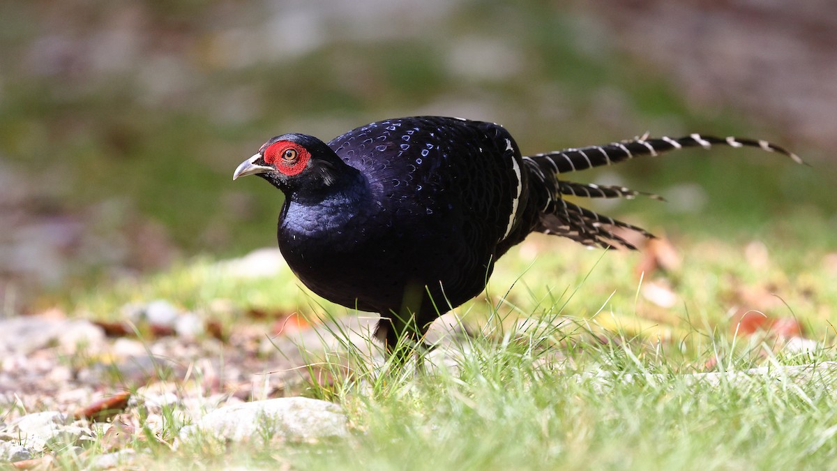 Mikado Pheasant - ML620618025