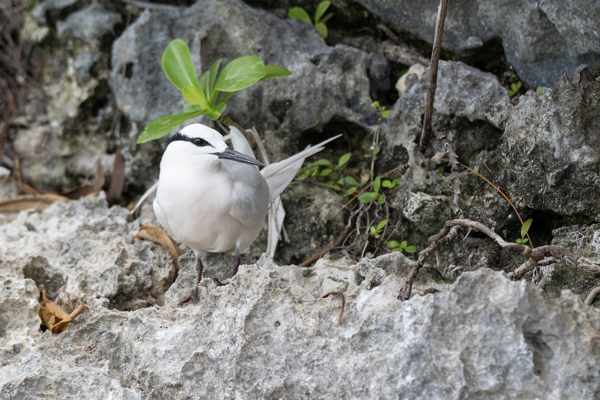 Black-naped Tern - ML620618029