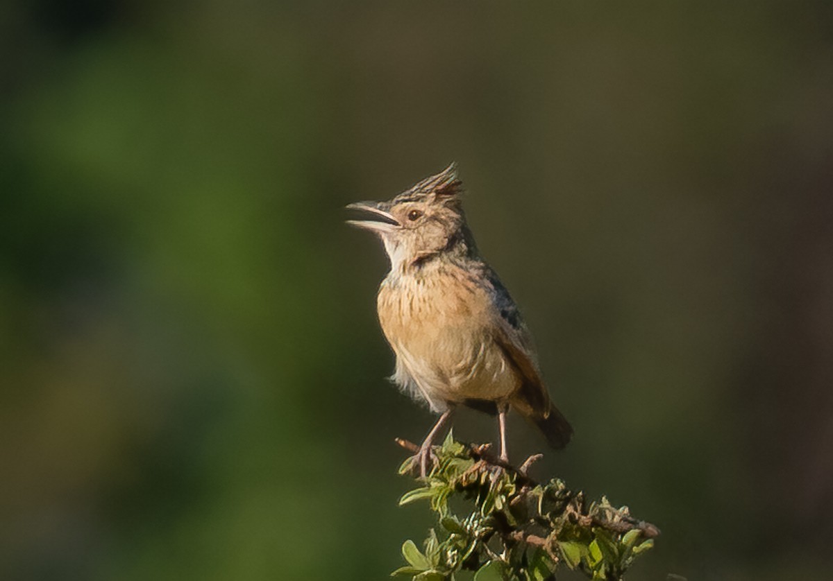 Rufous-naped Lark - ML620618034