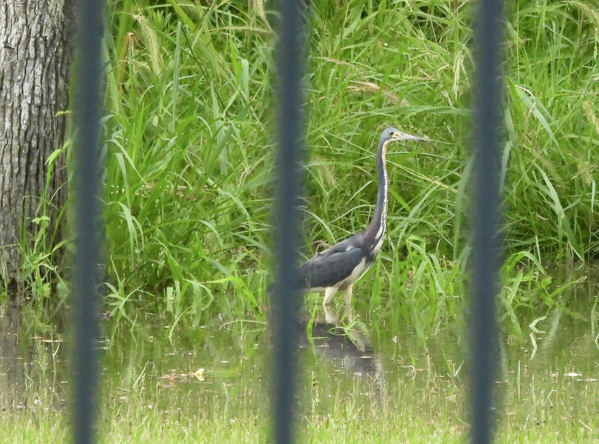 Tricolored Heron - ML620618037