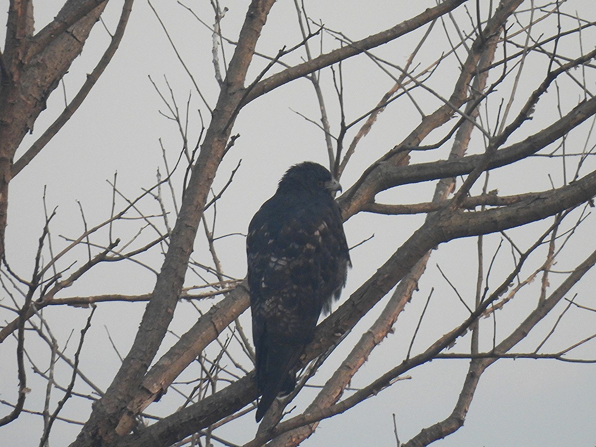 Great Black Hawk - ML620618042