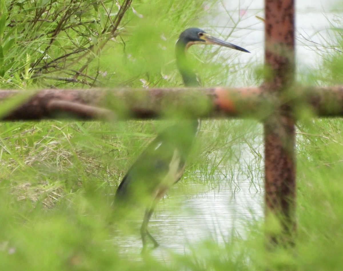 Tricolored Heron - ML620618044