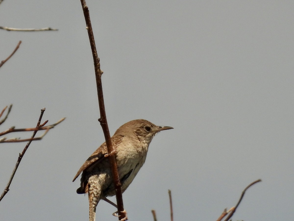 House Wren - ML620618045