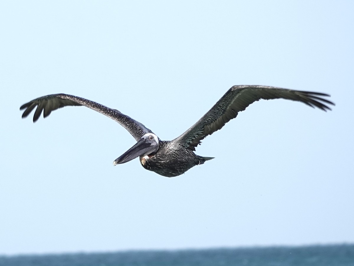 Brown Pelican - ML620618049