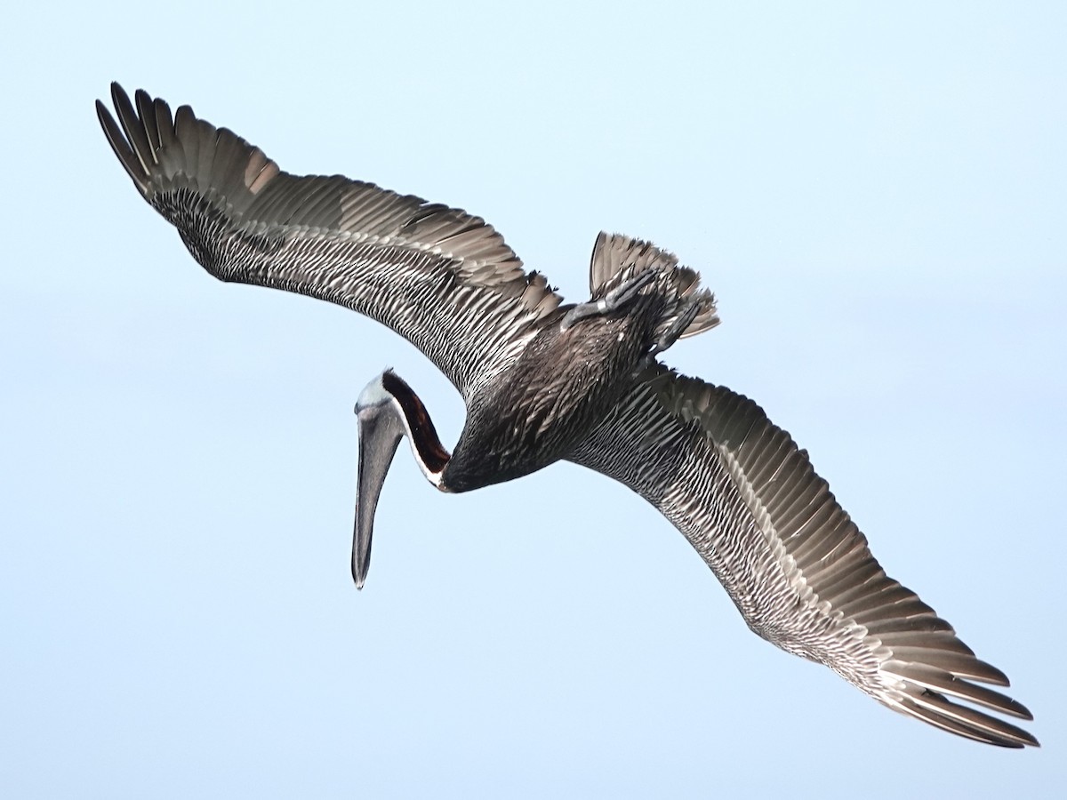 pelikán hnědý - ML620618050