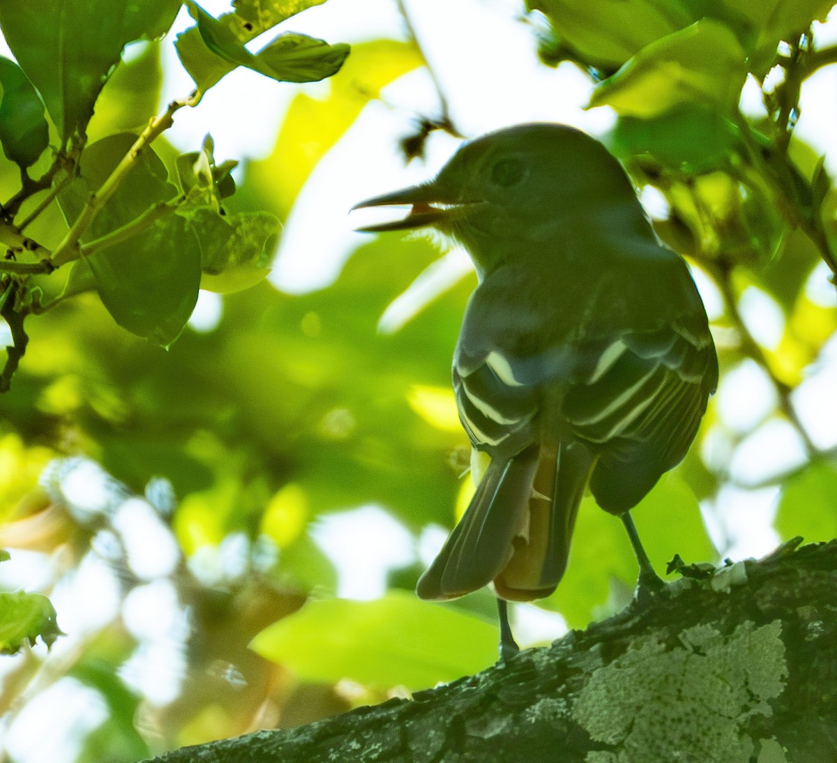 Great Crested Flycatcher - ML620618052