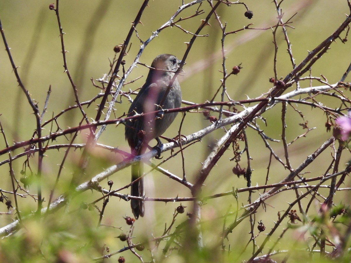 Gray Catbird - Paul Graham