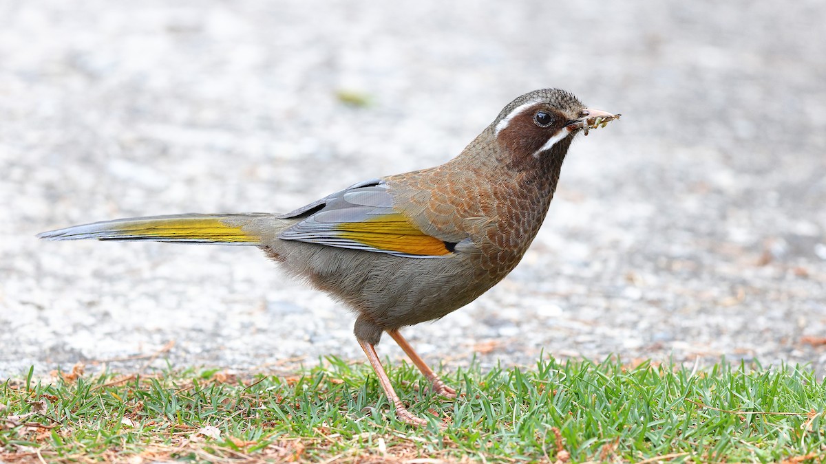 White-whiskered Laughingthrush - Sam Zhang