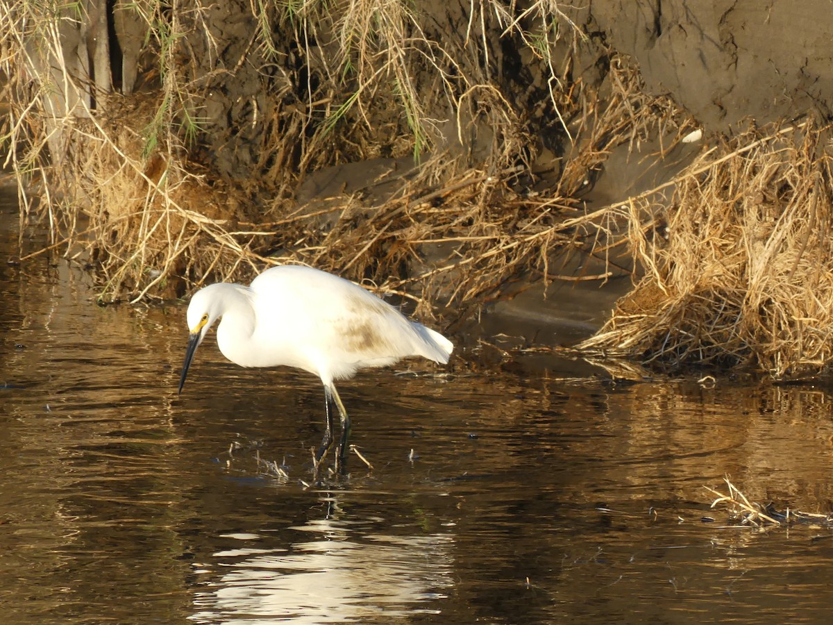 Little Blue Heron - ML620618059