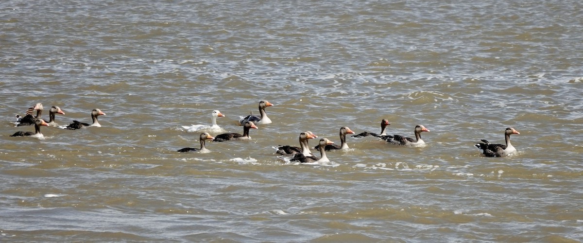 Graylag Goose (European) - Patricia Cullen