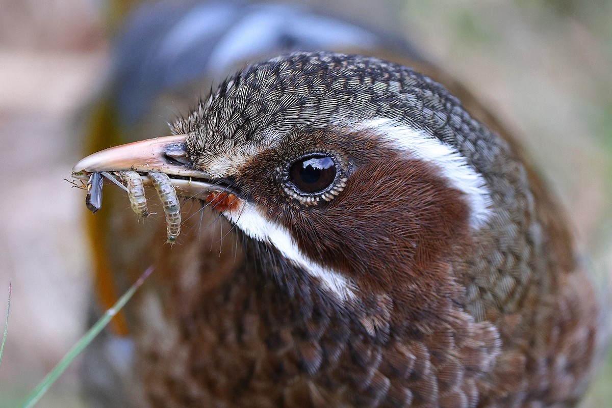 White-whiskered Laughingthrush - ML620618063