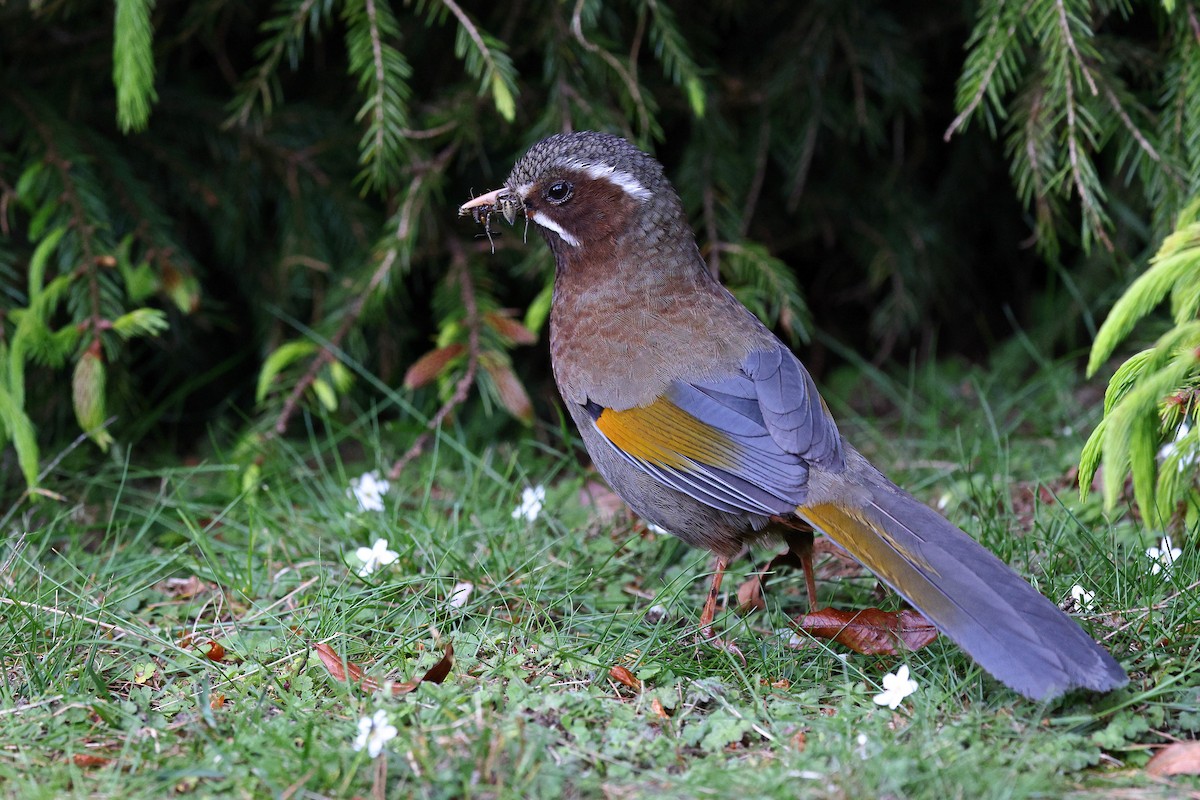 White-whiskered Laughingthrush - ML620618064