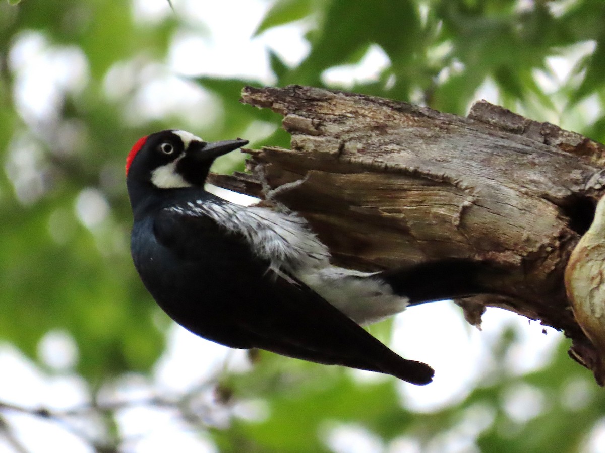 Acorn Woodpecker - ML620618066