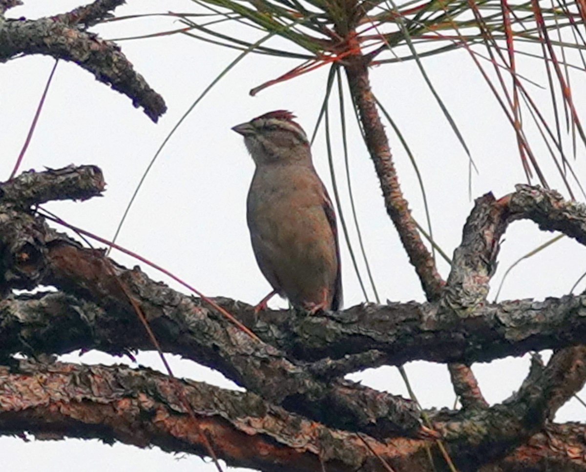 Chipping Sparrow - ML620618076