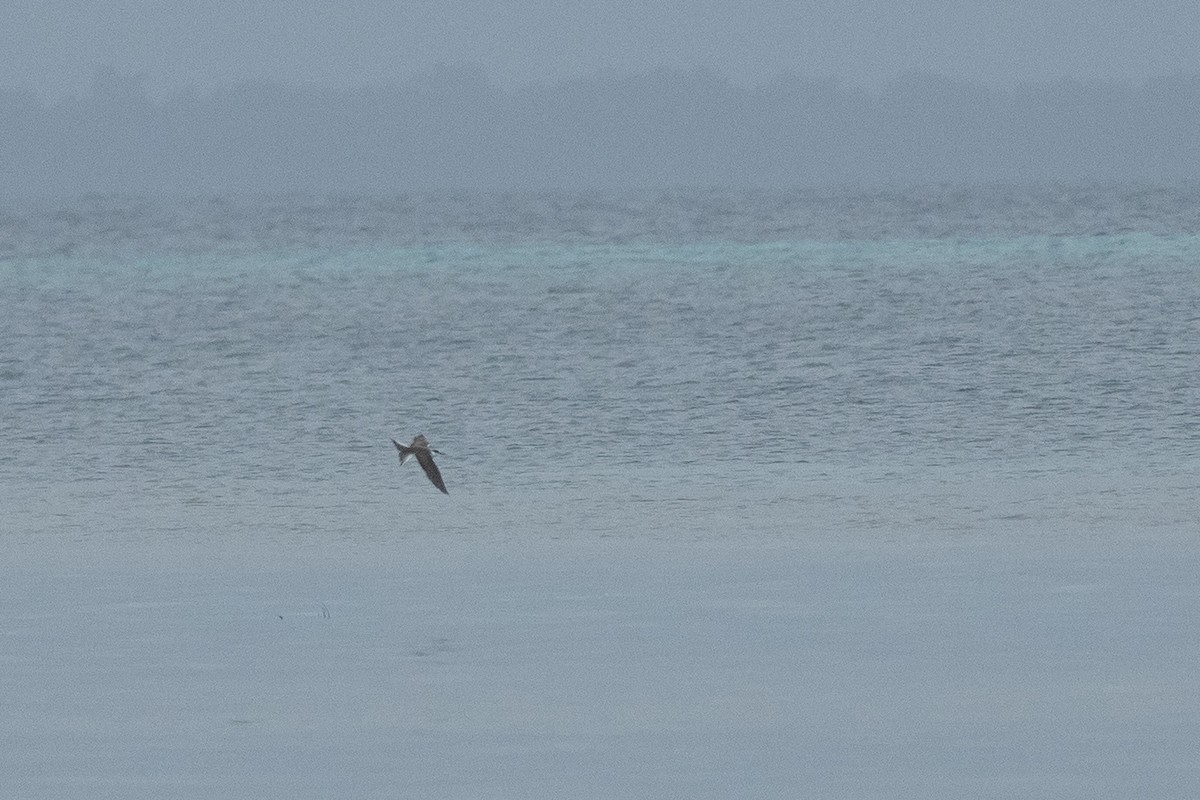 Bridled Tern - ML620618077